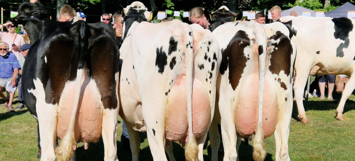 Bedste Holstein Besætning 2