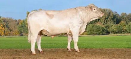VB Pharmer (1)