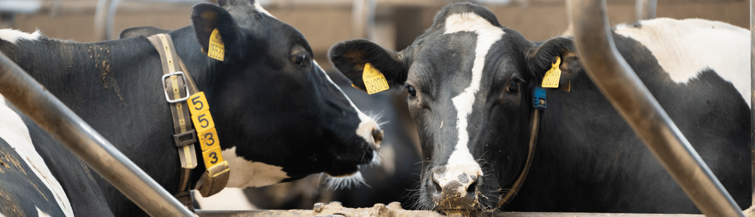 Et Par Holsteinkøer Der Hygger