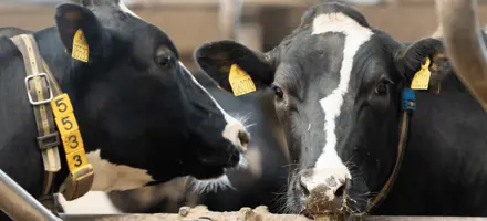 Et Par Holsteinkøer Der Hygger