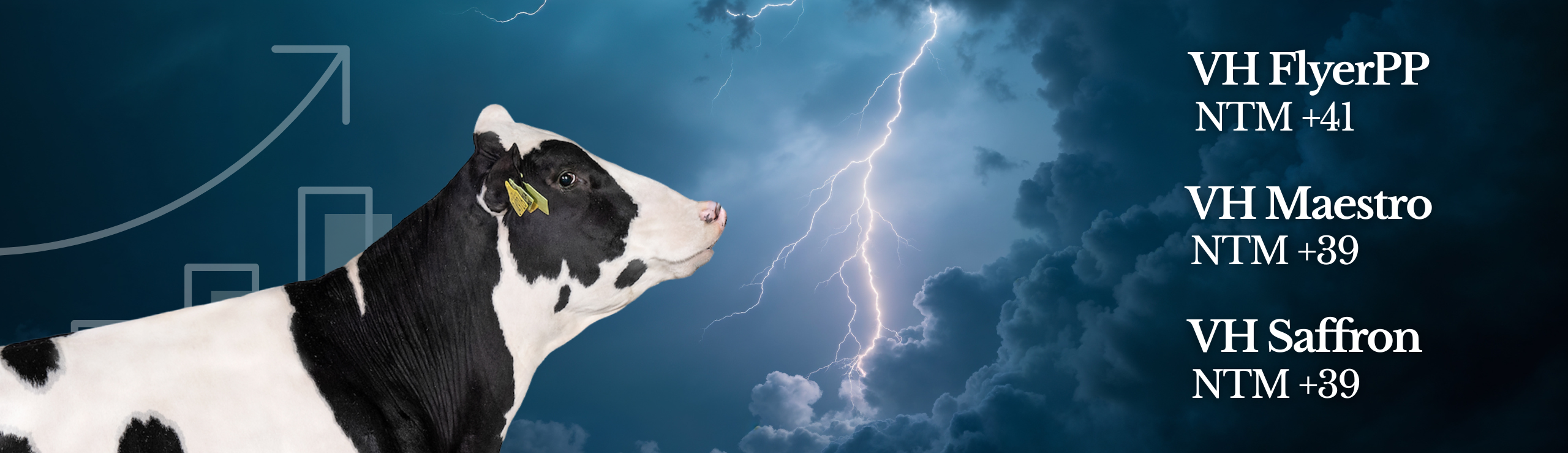 Banner Holstein Avlsværdital