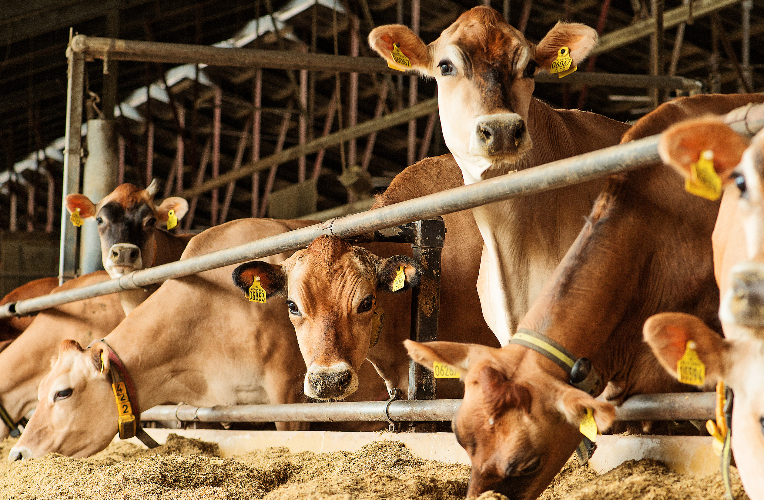 Steen Berg Viking3279 Srgb Web