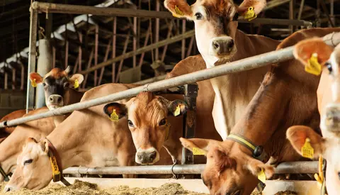 Steen Berg Viking3279 Srgb Web