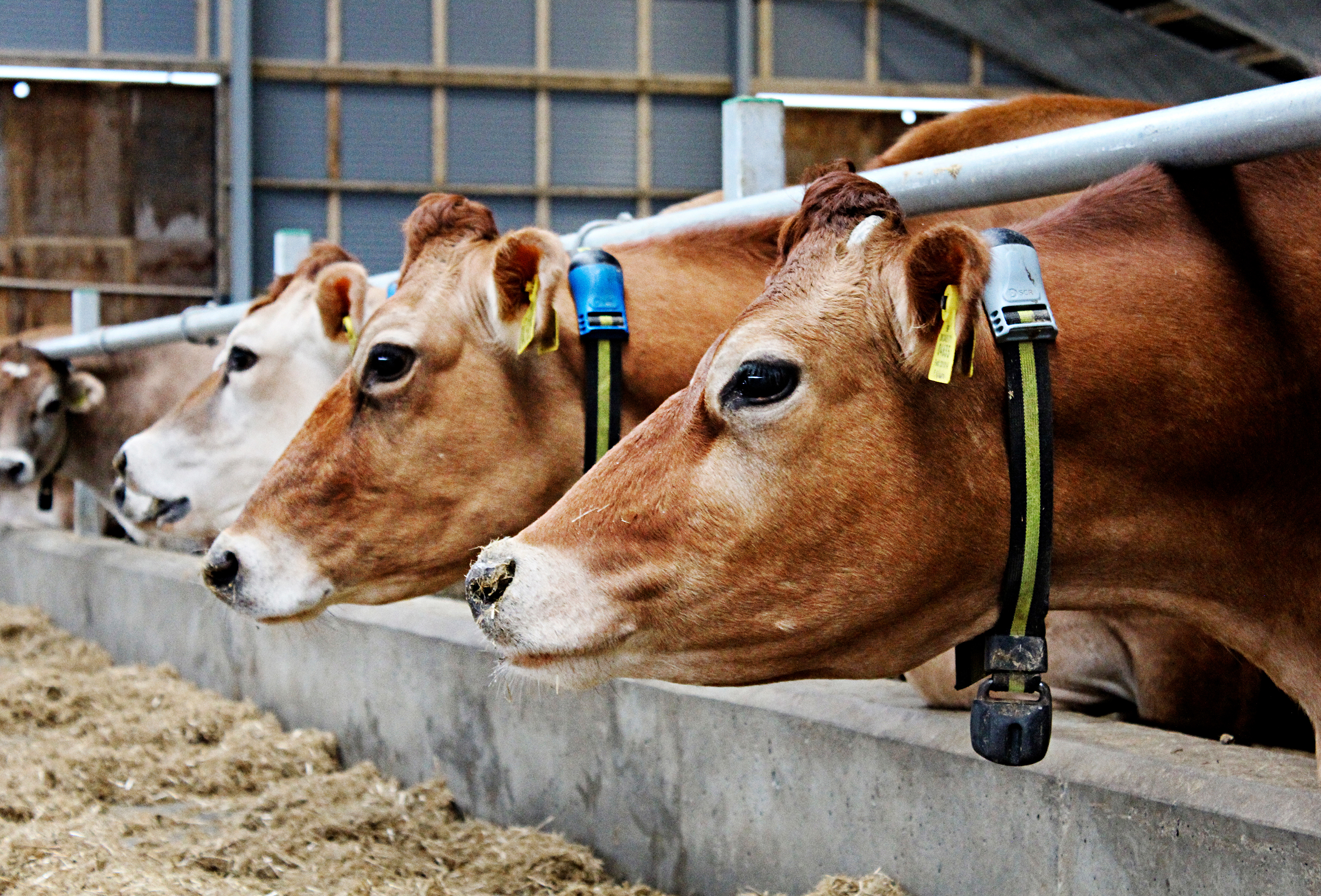 IMG 4794 Vn Srgb Web