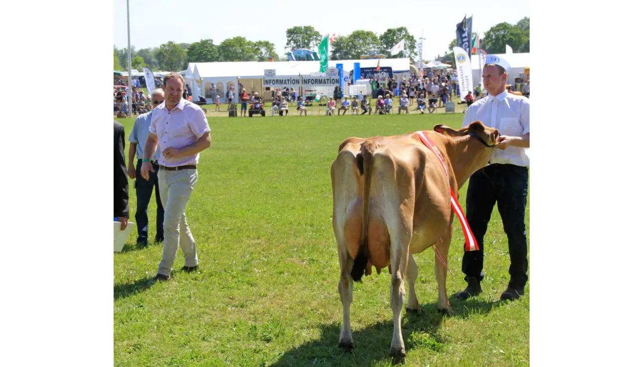 Bedømmelse Af Jersey På Gl. Estrup Dyrskue (1)