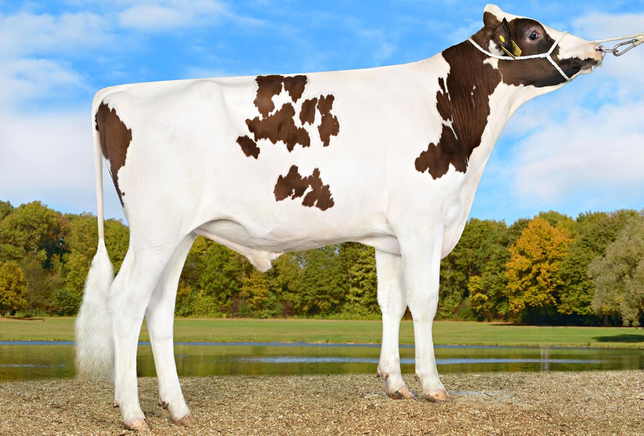 Orginal Solitair P 917617 V Salvatore Seitenbild 11 18 Srgb Web