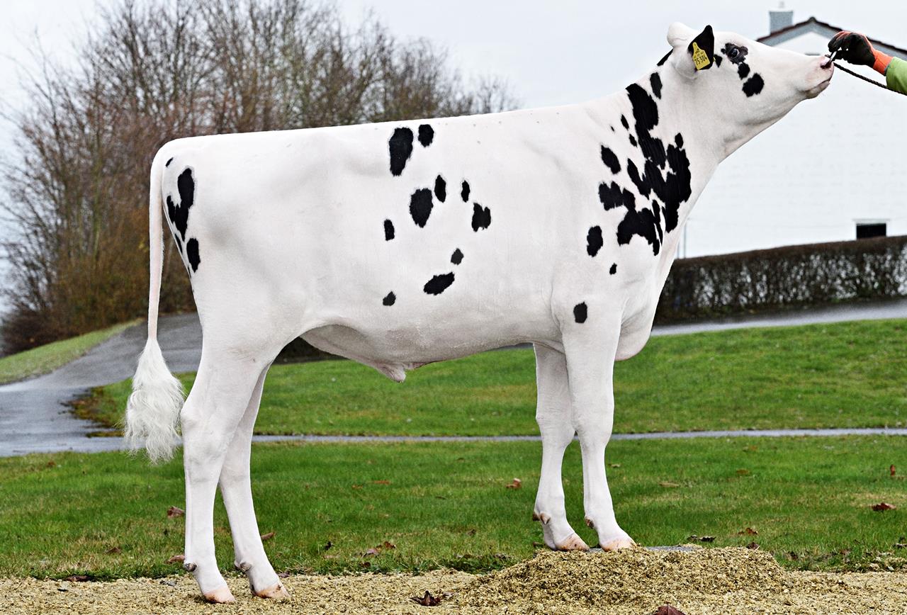 Lipton De0360775304 Hb769000 Lightstar Srgb Web