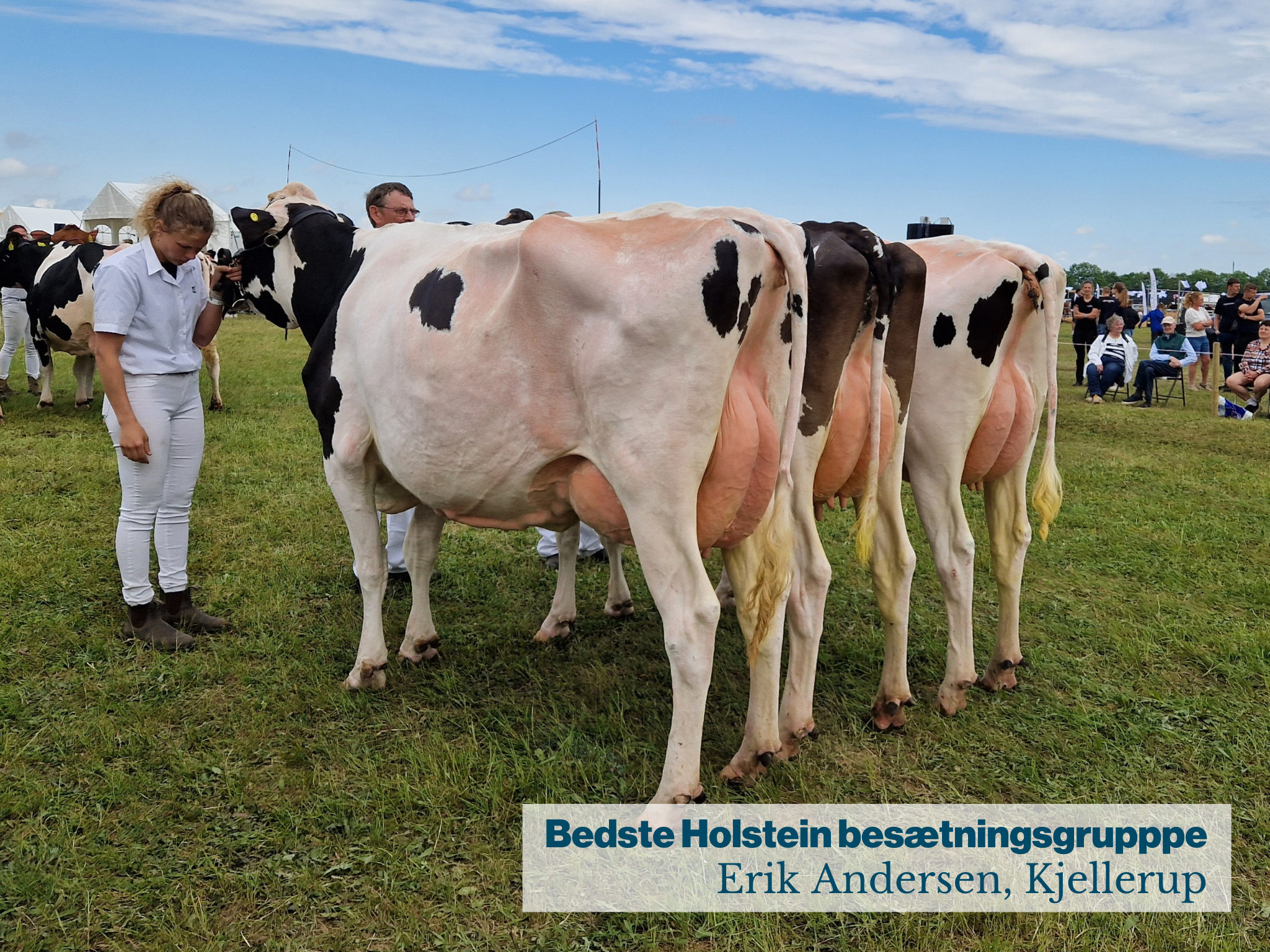 Bedste Holstein Besætningsgruppe Kopi