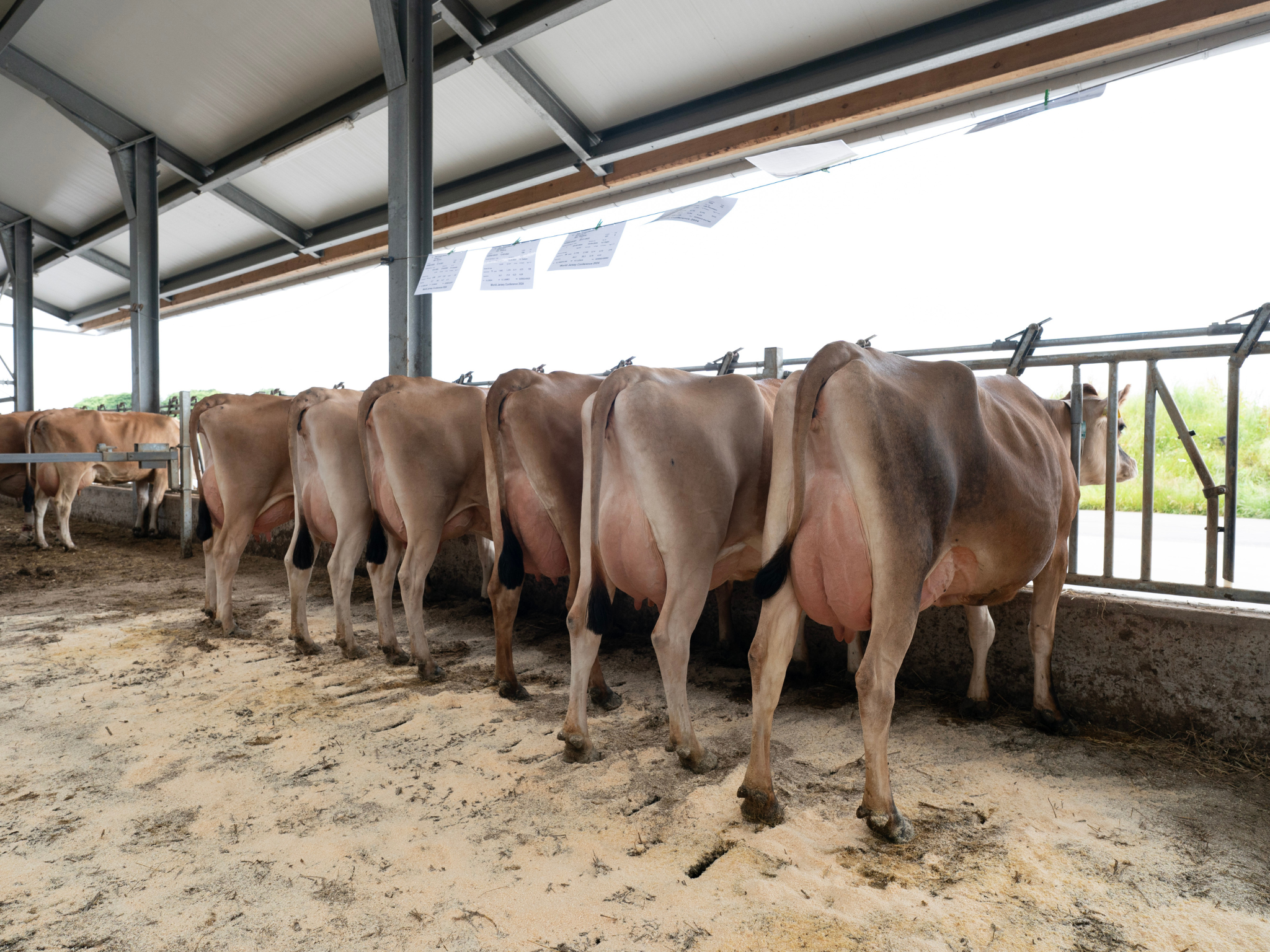 Jersey Verdenskongres 7