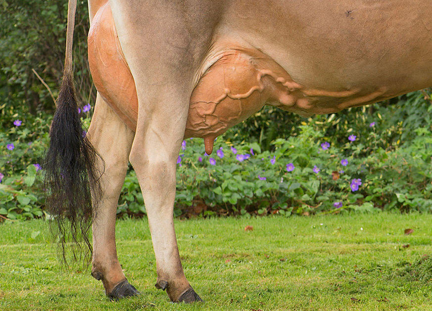 Klovsundhedsraadgivning 1 Tilrettet