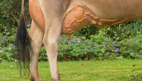 Klovsundhedsraadgivning 1 Tilrettet