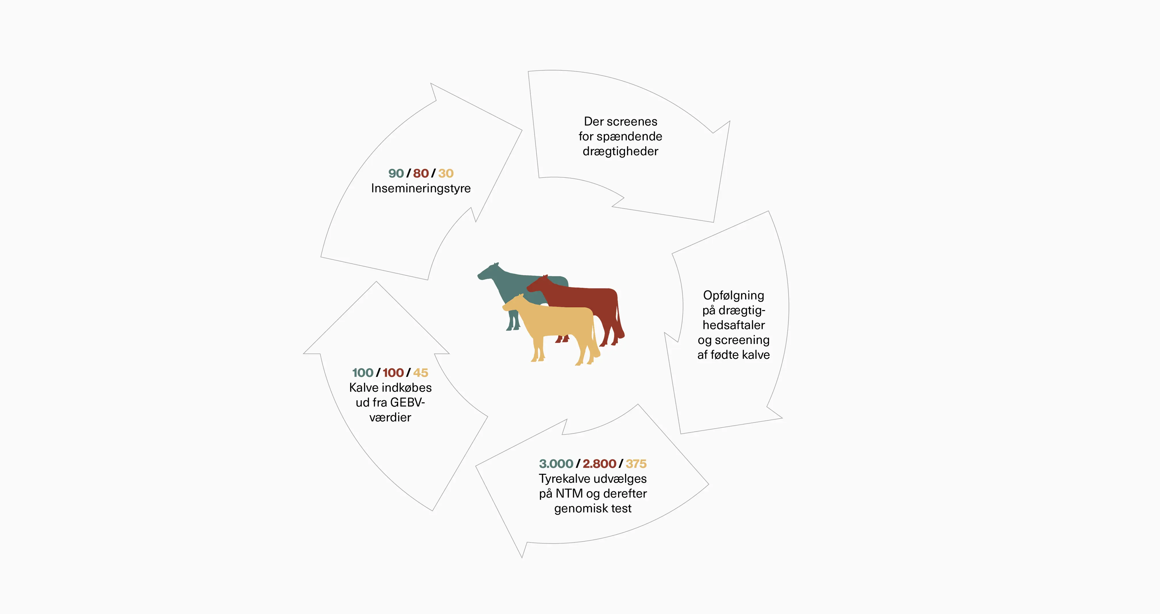 Avlsprogram Selektion Web 2