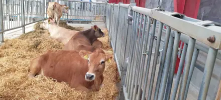 Copy Of Billede Til Reference (4)