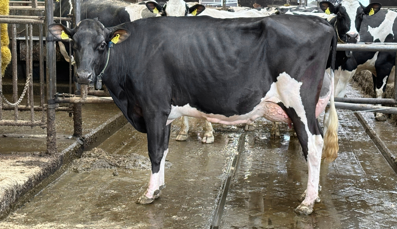 Miss Agro Nord 2024 VH Belland