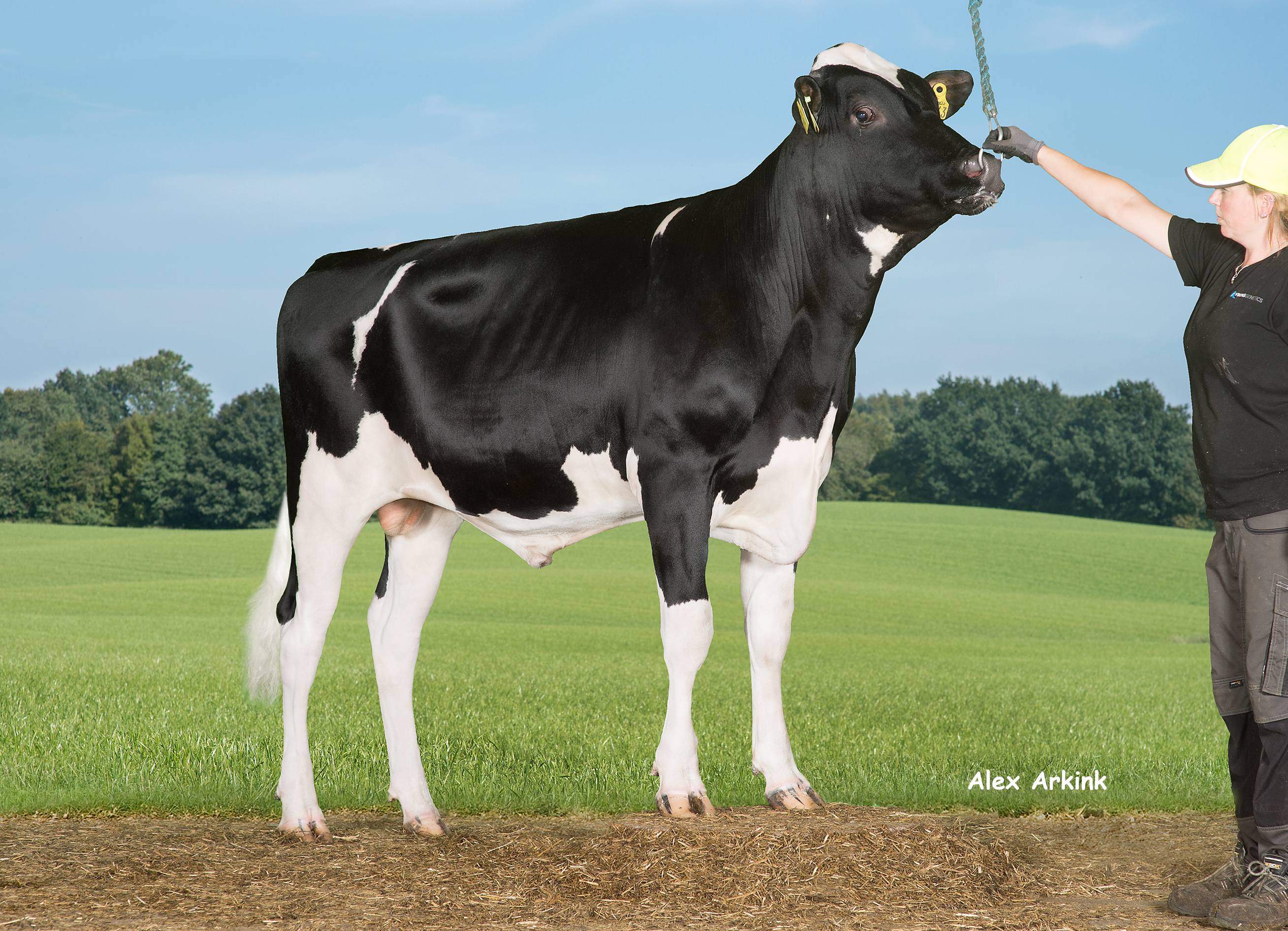 VH Brixton (Balisto)Front 258436