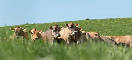 Græssende Køer Jørn Mikkelsen
