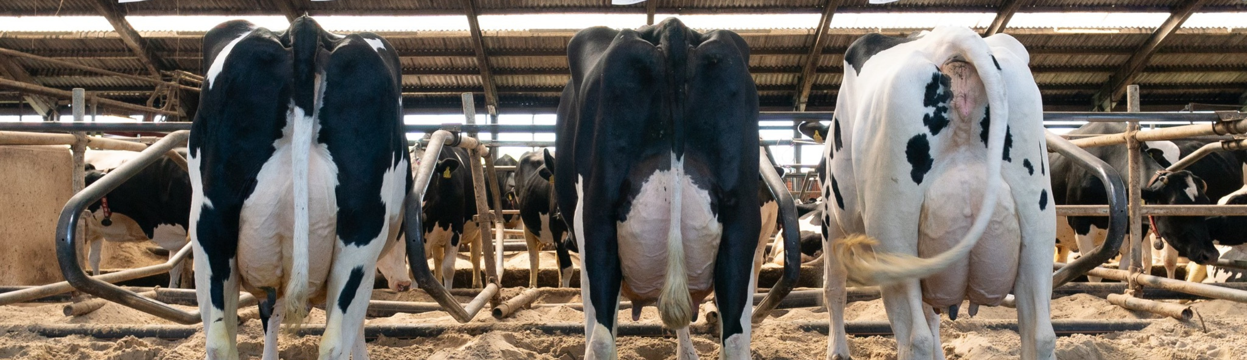 Fra Venstre Mistral, Mojito P Og Magic