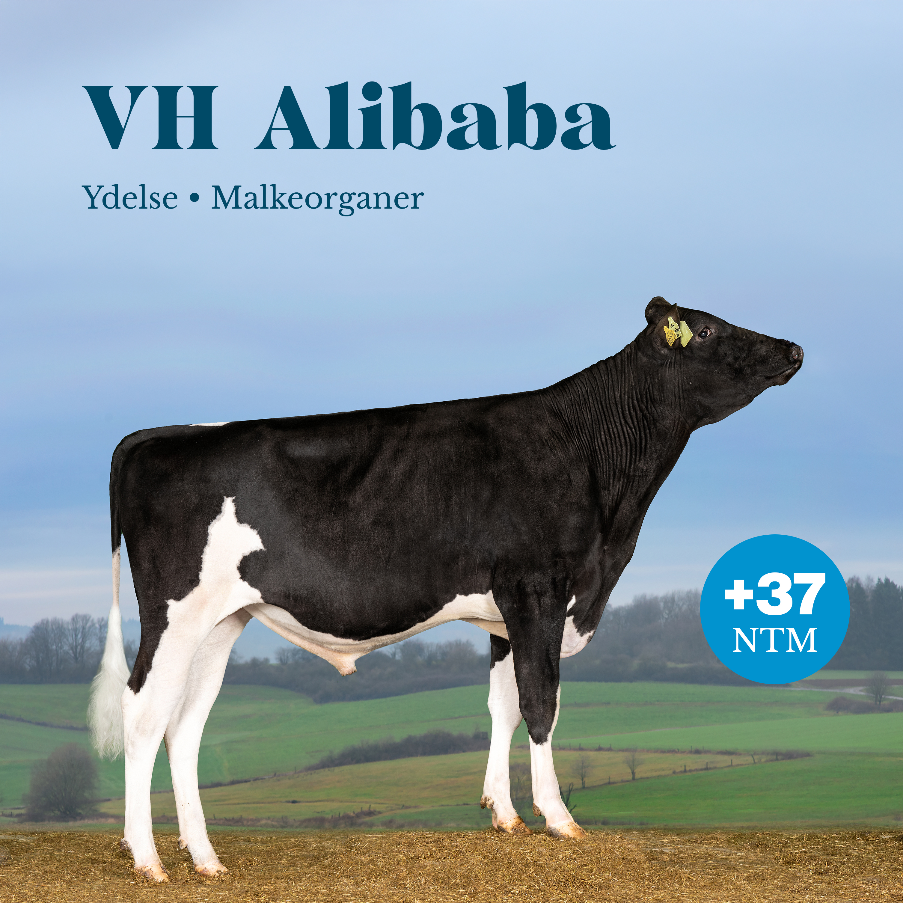 VH Alibaba +37 NTM