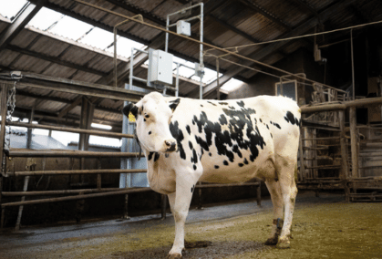 Holsteinko Ved Cowfit