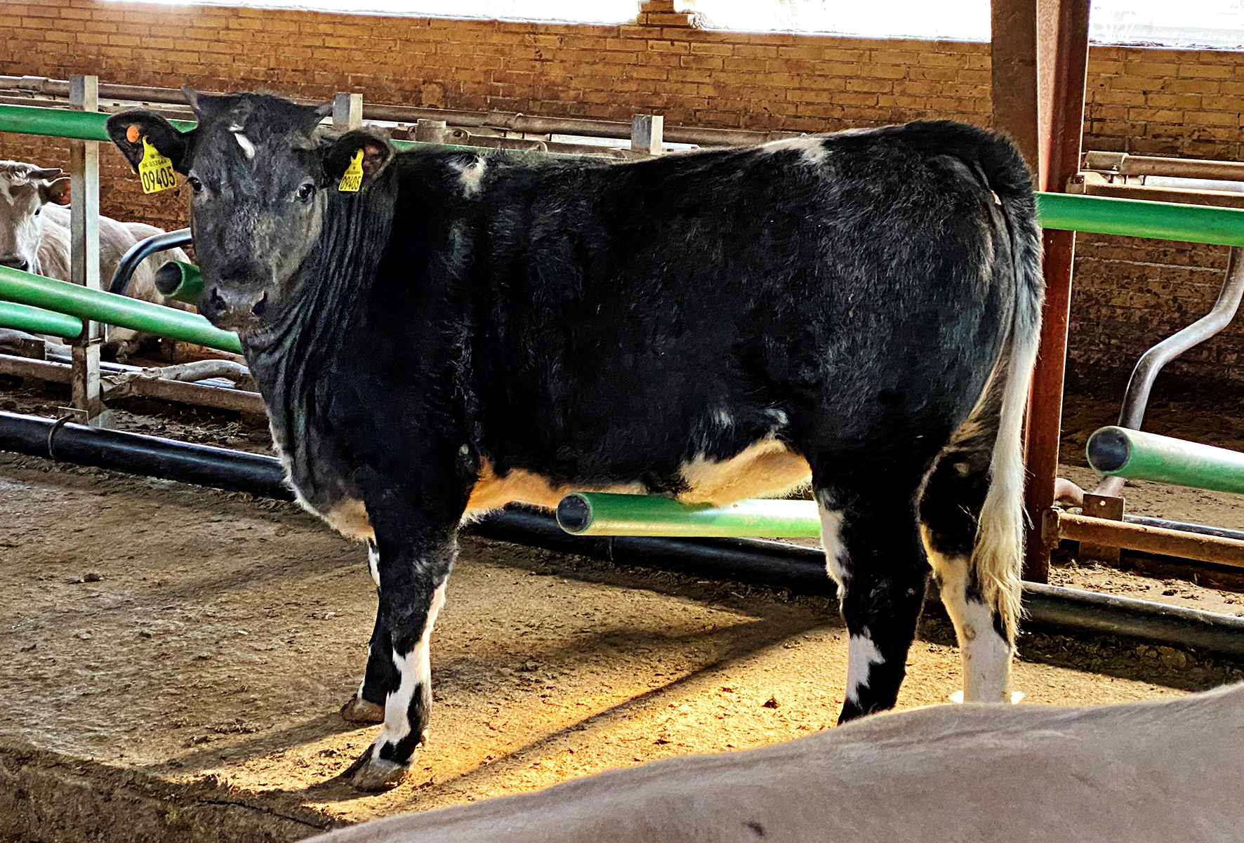 Krydsning1 Img 1207 Srgb Web