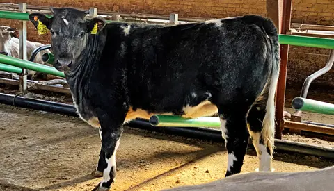 Krydsning1 Img 1207 Srgb Web