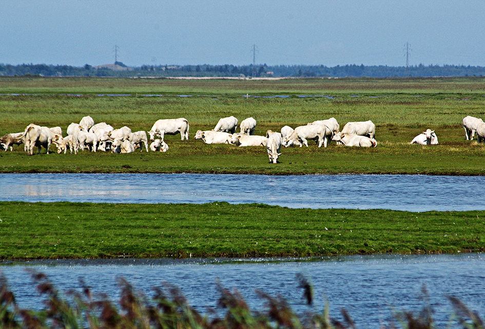 Imgp9115 Charolais1 Srgb Web