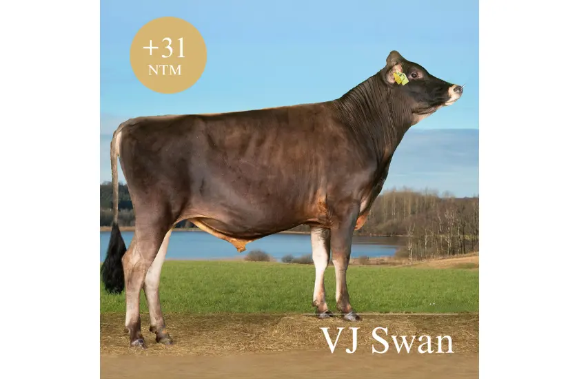VJ Swan