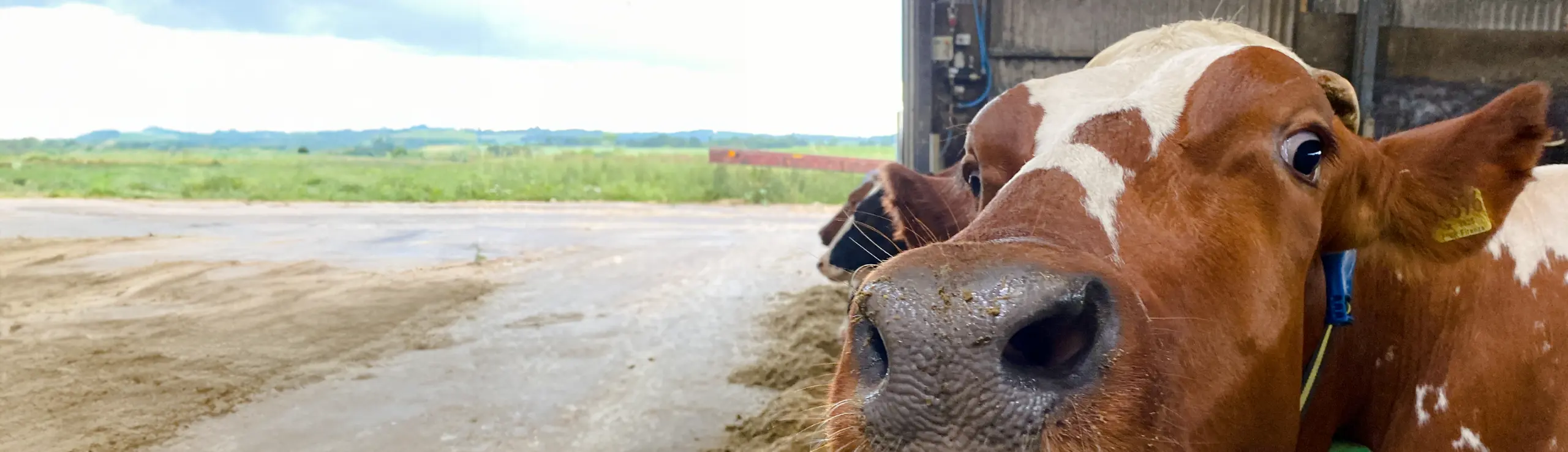 Sød RDM Ko Tæt På