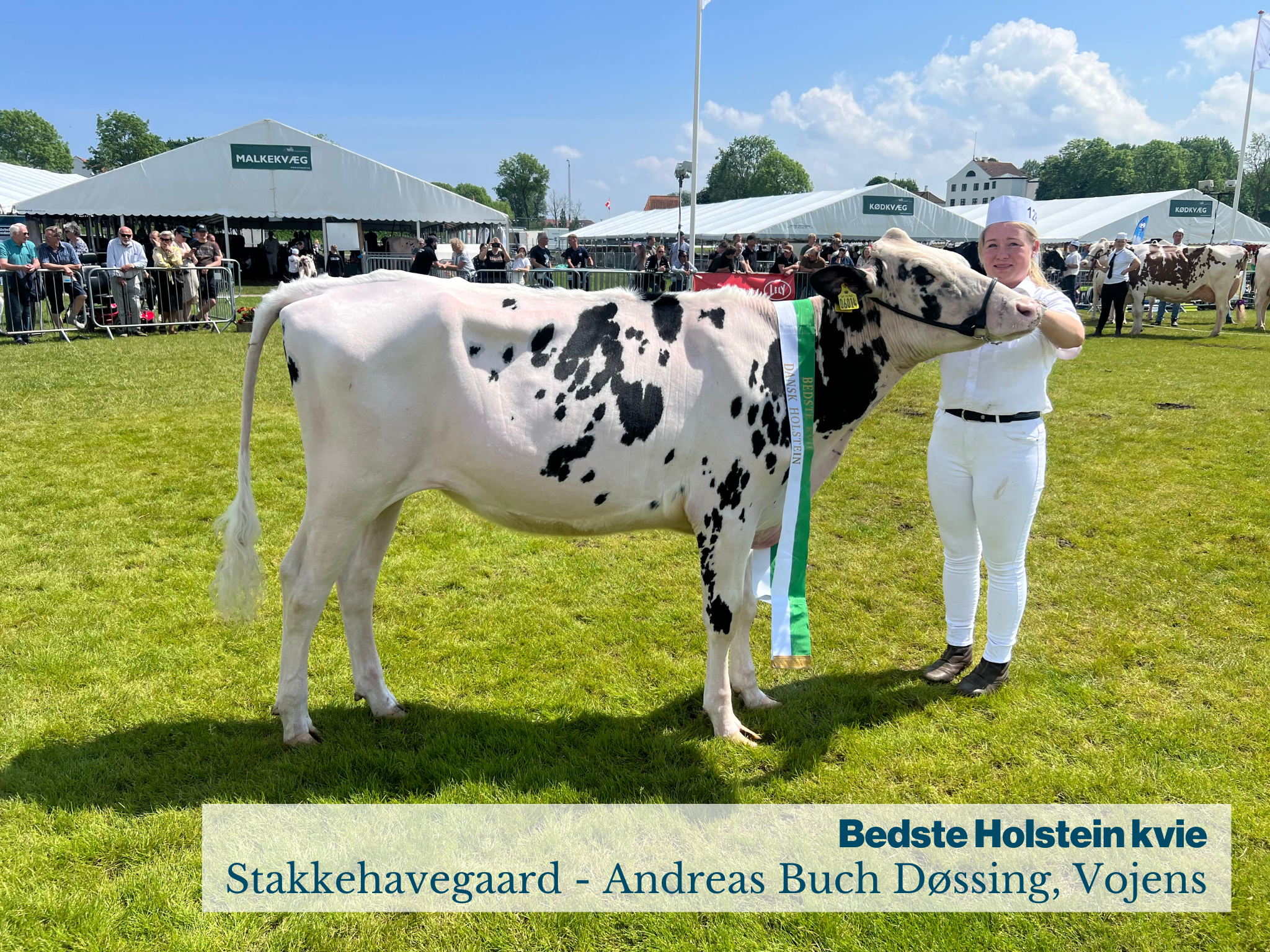 Bedste Holstein Kvie