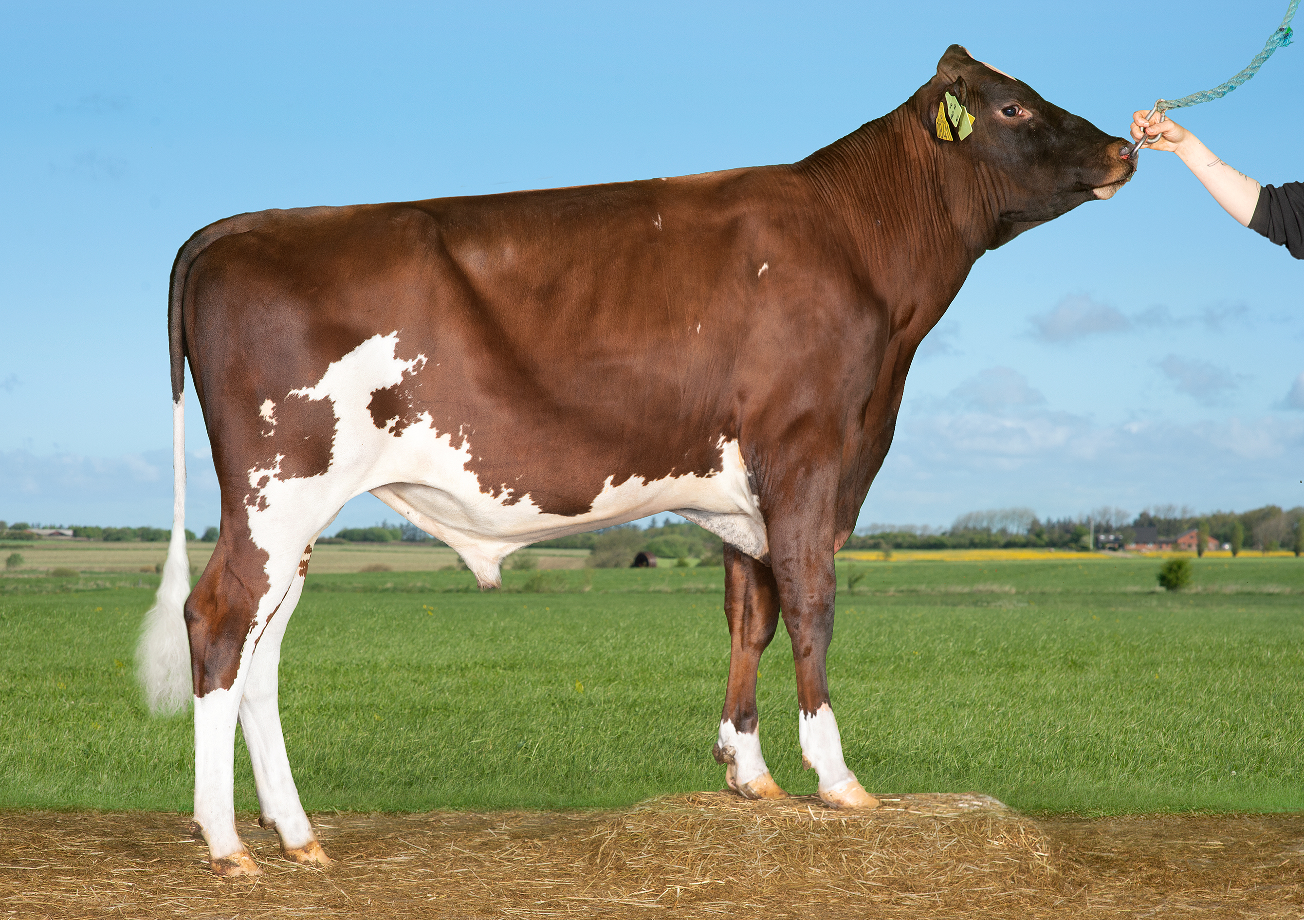 VR Frit P (VR Fuzzy P)