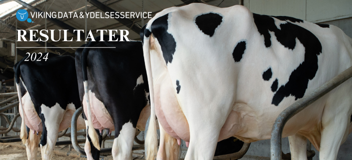 Køer Af Racen Holstein Med Teksten Årsresultater 2024