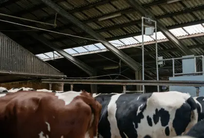 Cowfit I Stalden