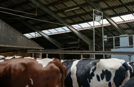 Cowfit I Stalden