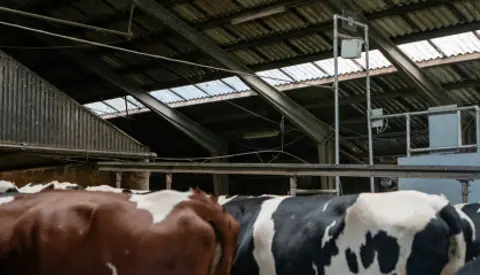 Cowfit I Stalden