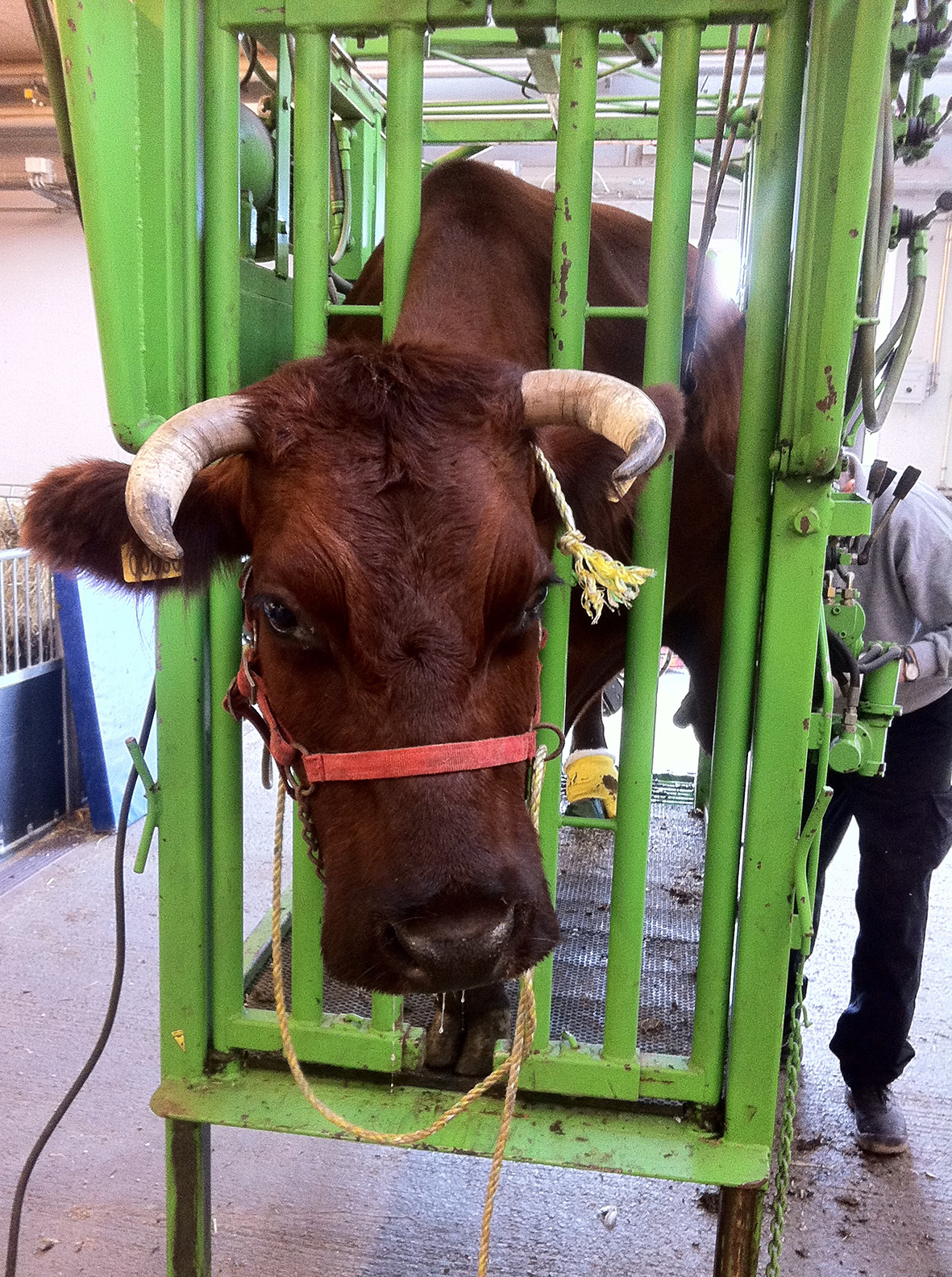 Kødkvægsko I En Klovbeskæringsboks1