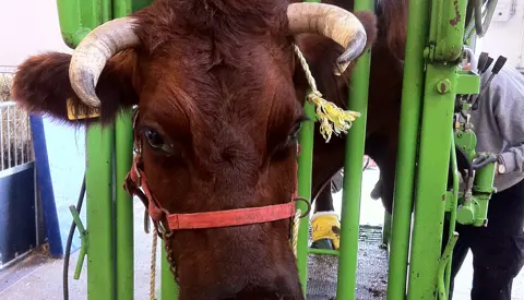 Kødkvægsko I En Klovbeskæringsboks1