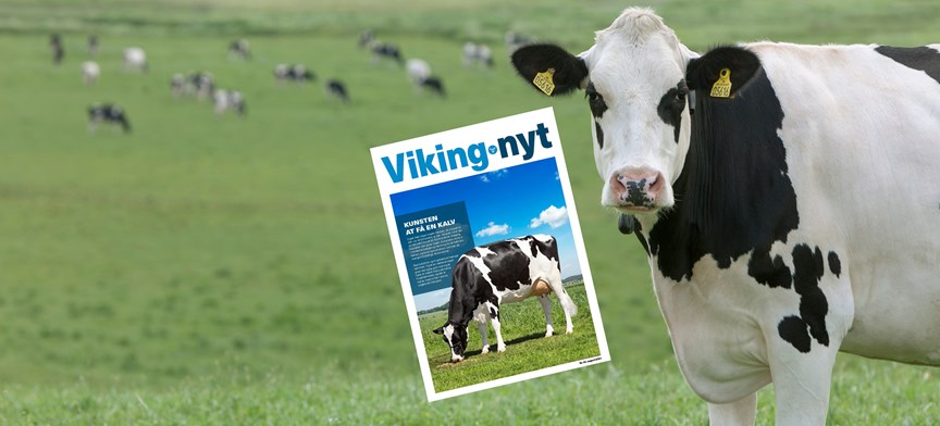 Vikungnyt August 2021