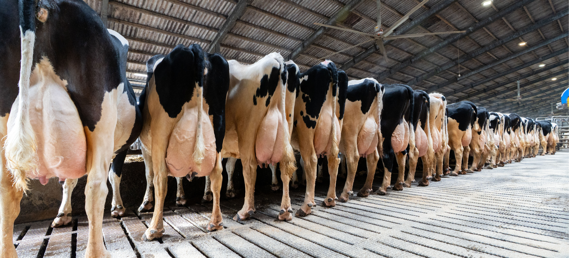 Køer Fra Mads Stokholm