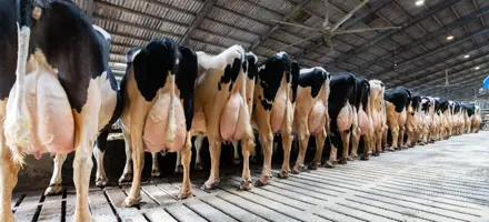 Køer Fra Mads Stokholm