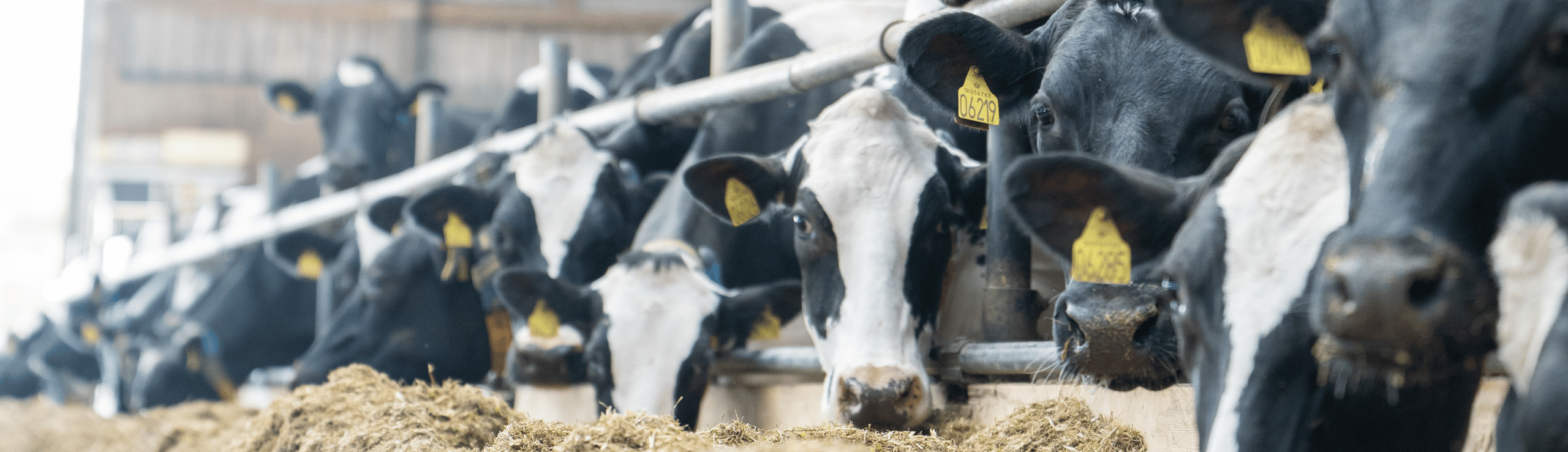 En Række Holsteinøer Der Spiser