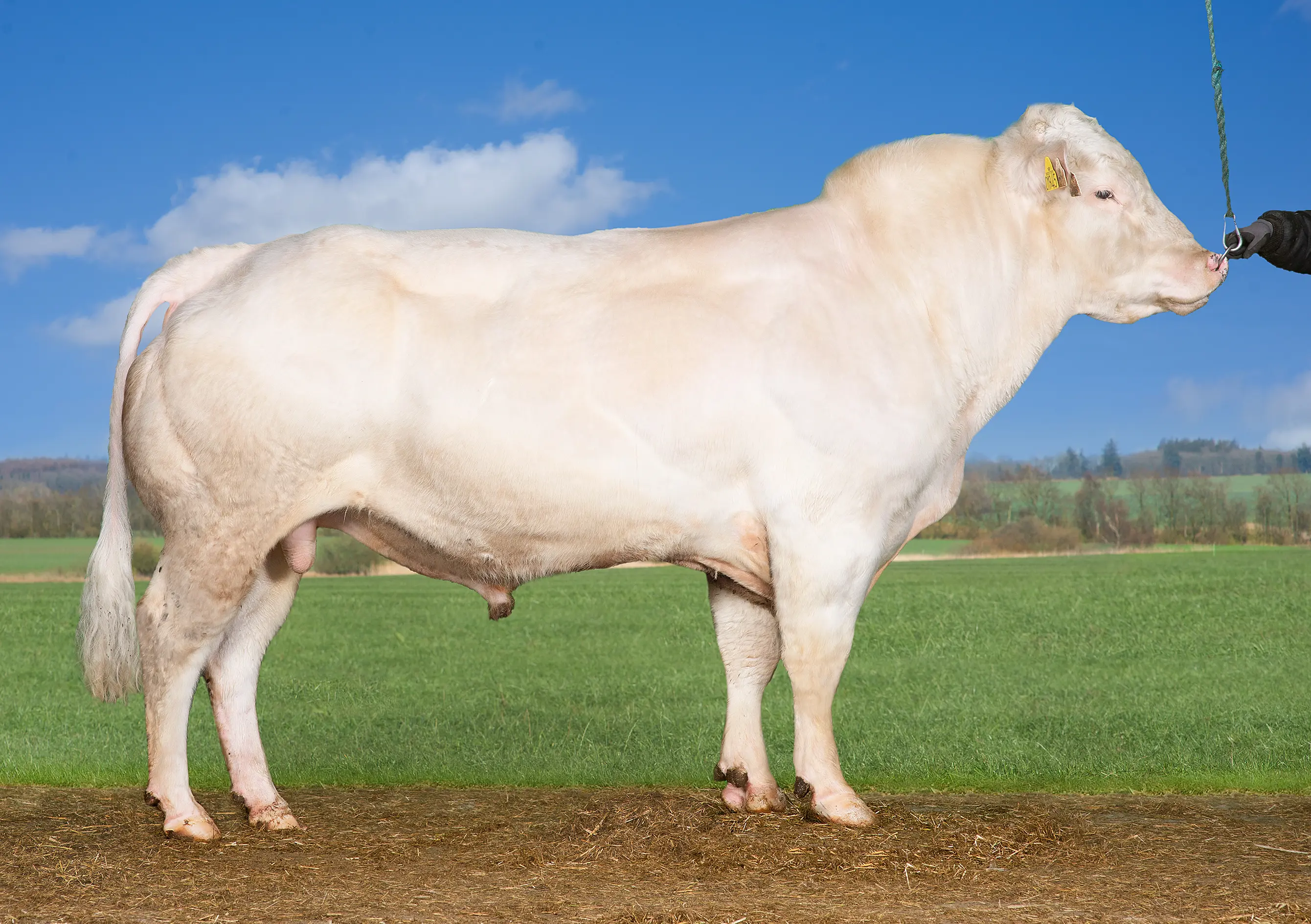 VB Orakkel 78404 (1)