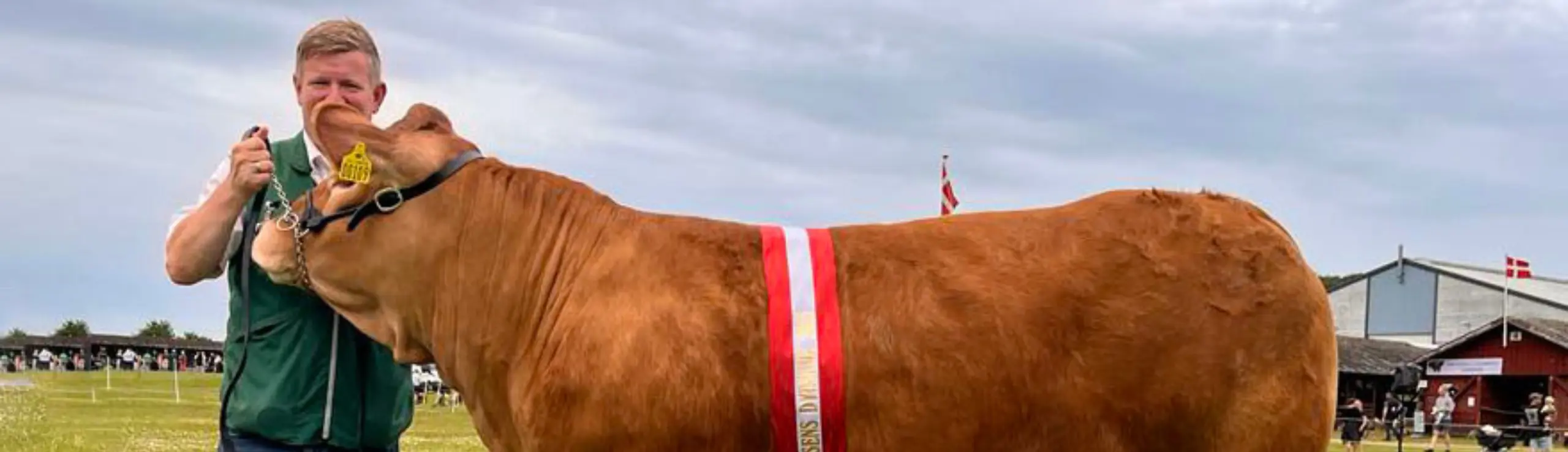 Bedste Limousine Kvie På Horsens Dyrskue 2025