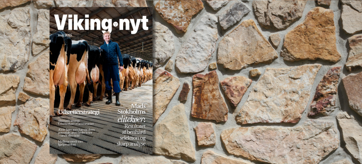 Mads Stokholms Elitekøer – Forsiden Af Vikingnyt På Stenbaggrund