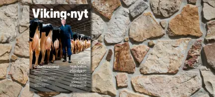 Mads Stokholms Elitekøer – Forsiden Af Vikingnyt På Stenbaggrund