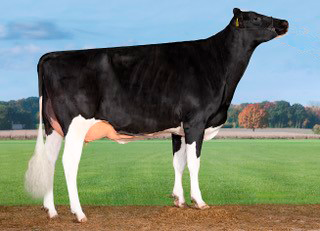 Tirsvad Levis Classico