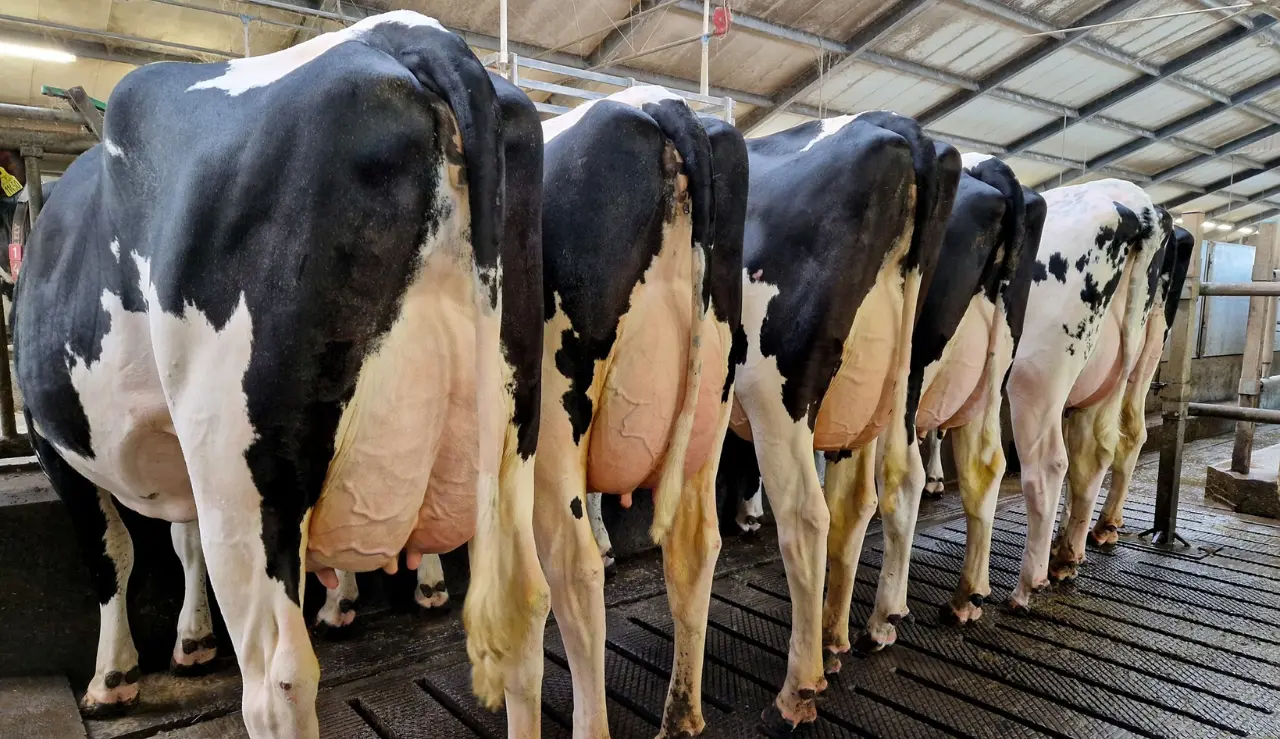 VH Swish Døtre Fra Venstre