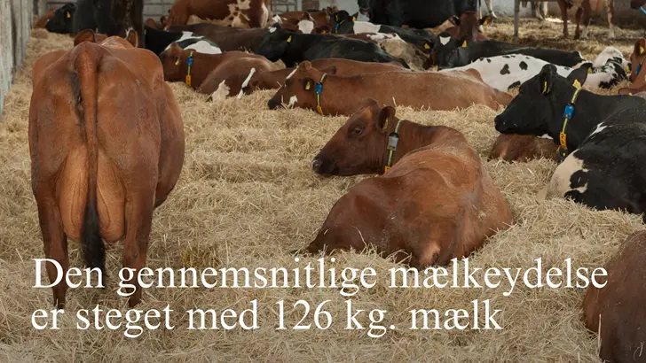 126 Kg Mælk