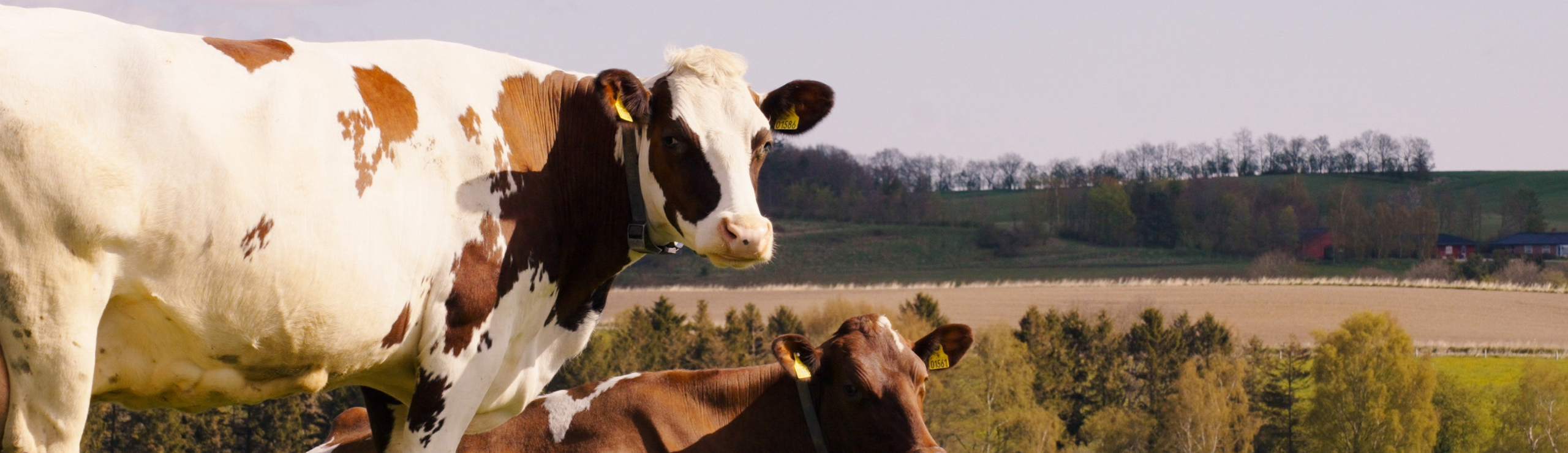 Nyt Studie: Bluetongue påvirker reproduktionen