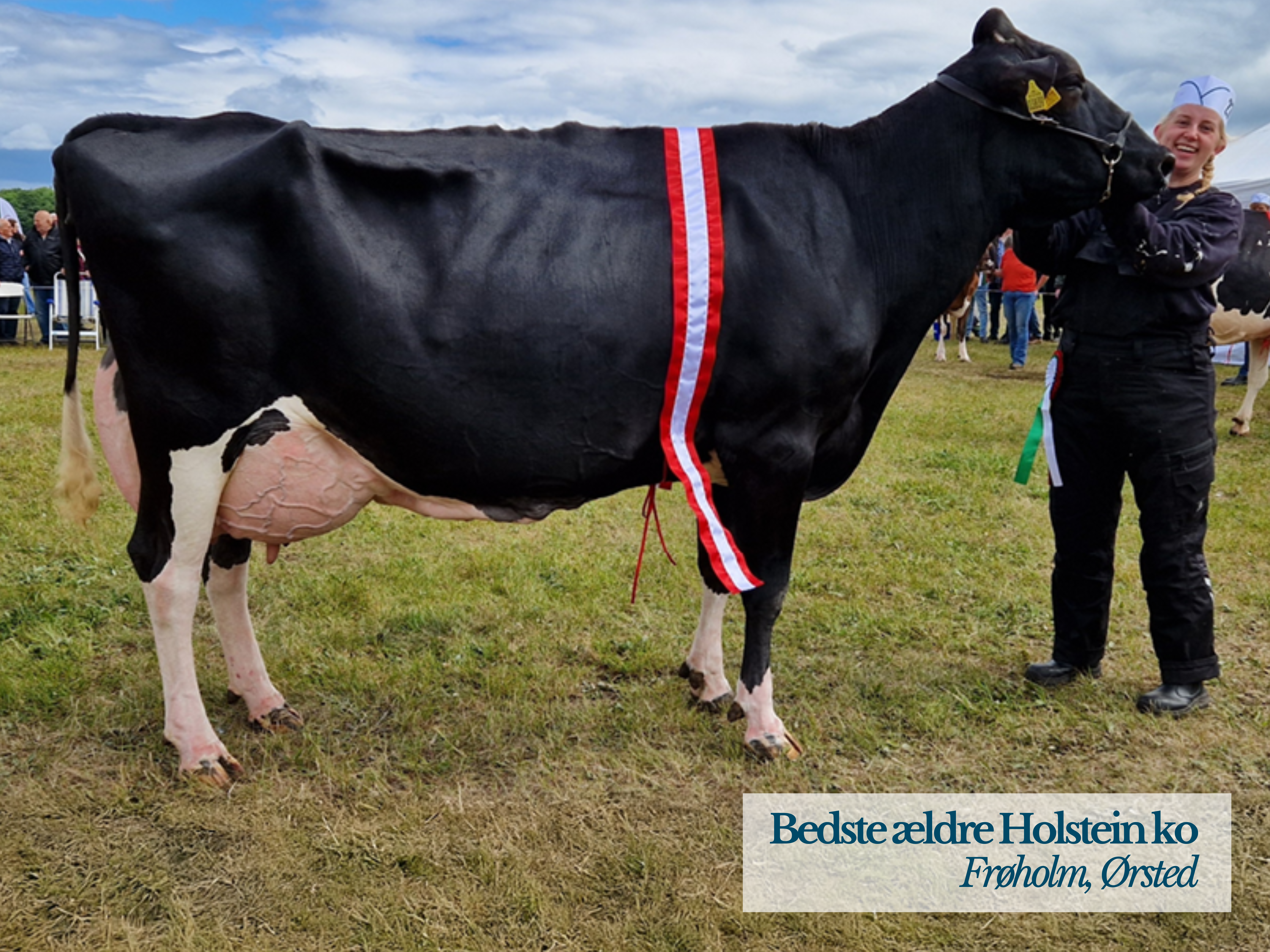 Bedste Ældre Holstein Ko Fra Frøholm, Ørsted