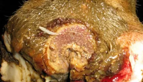 Digital Dermatitis 1